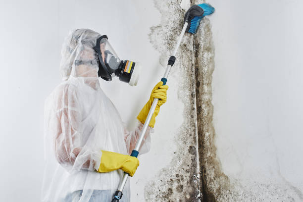 Best Mold Remediation for Specific Building Types in Heyworth, IL