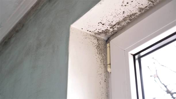 Best Kitchen Mold Remediation in Heyworth, IL
