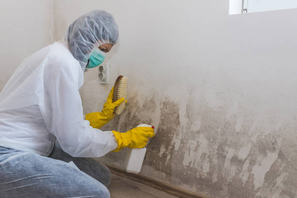 Best Black Mold Remediation in Heyworth, IL