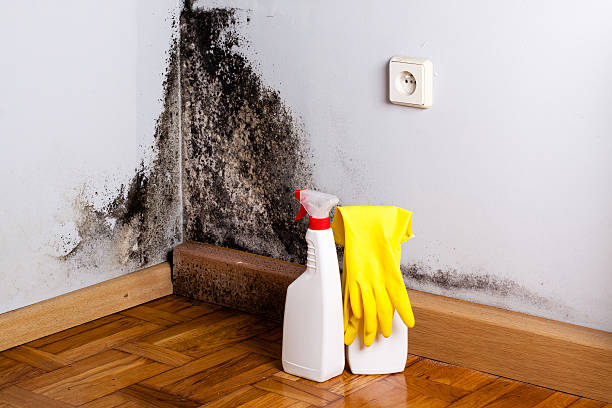 Best Bathroom Mold Remediation in Heyworth, IL